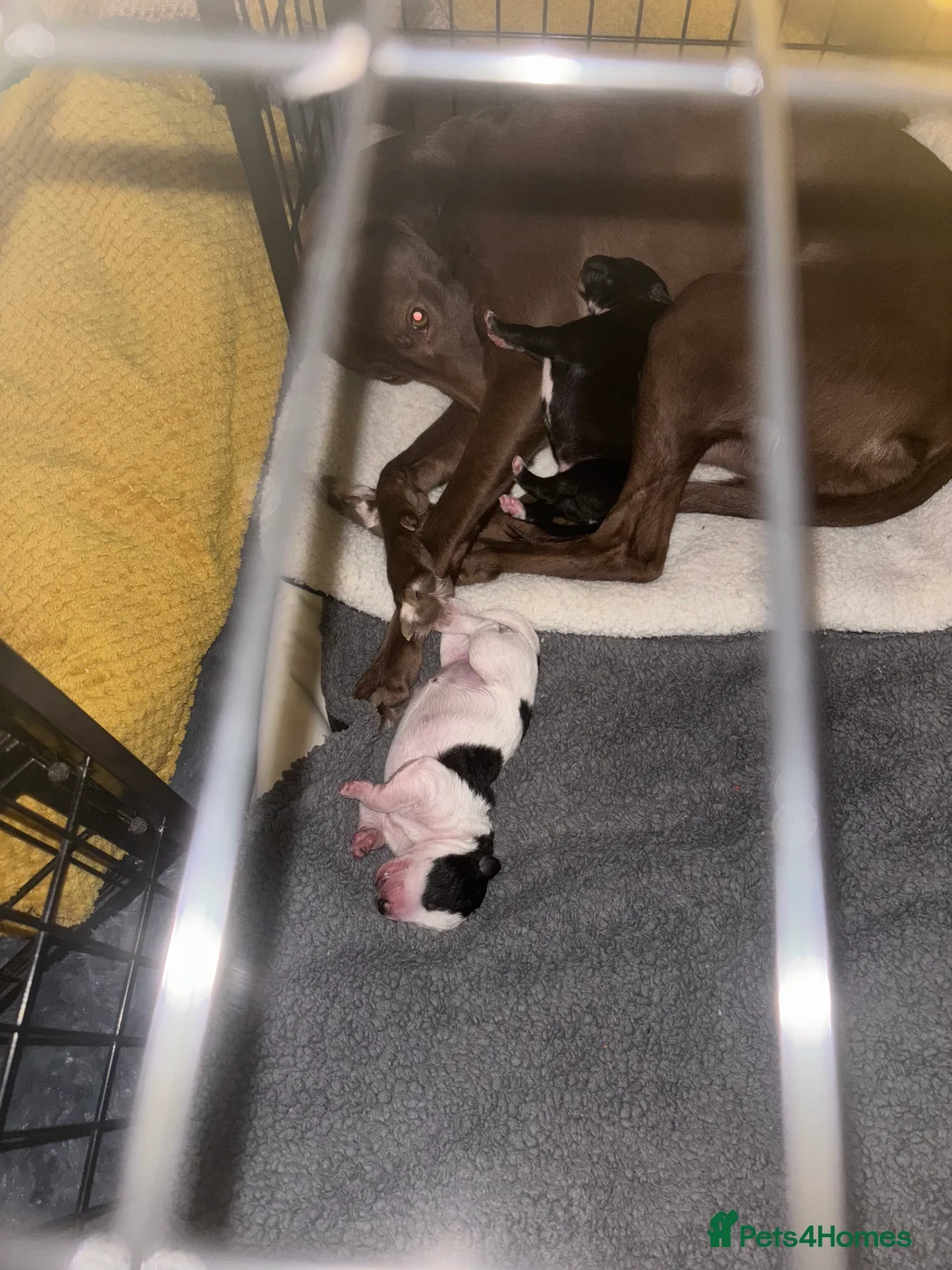 Mixed Breed dogs for sale: Whippet puppies  - Advert 10