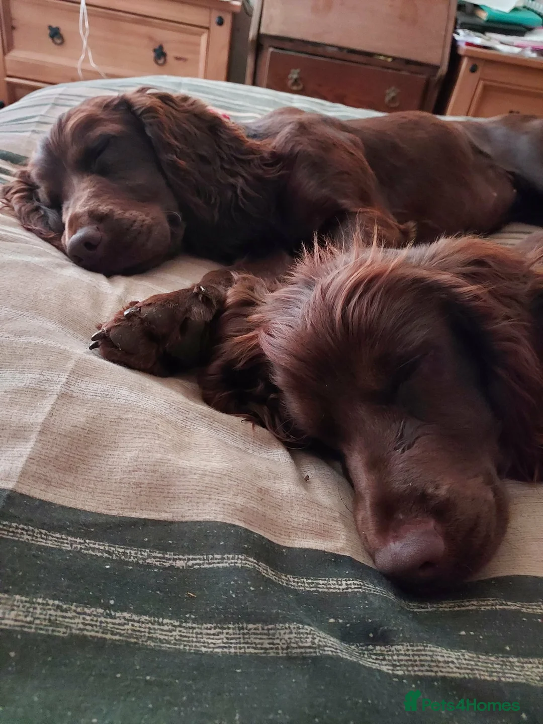Cocker Spaniel dogs for sale: Bella and Bailey in Coleford - Advert 2