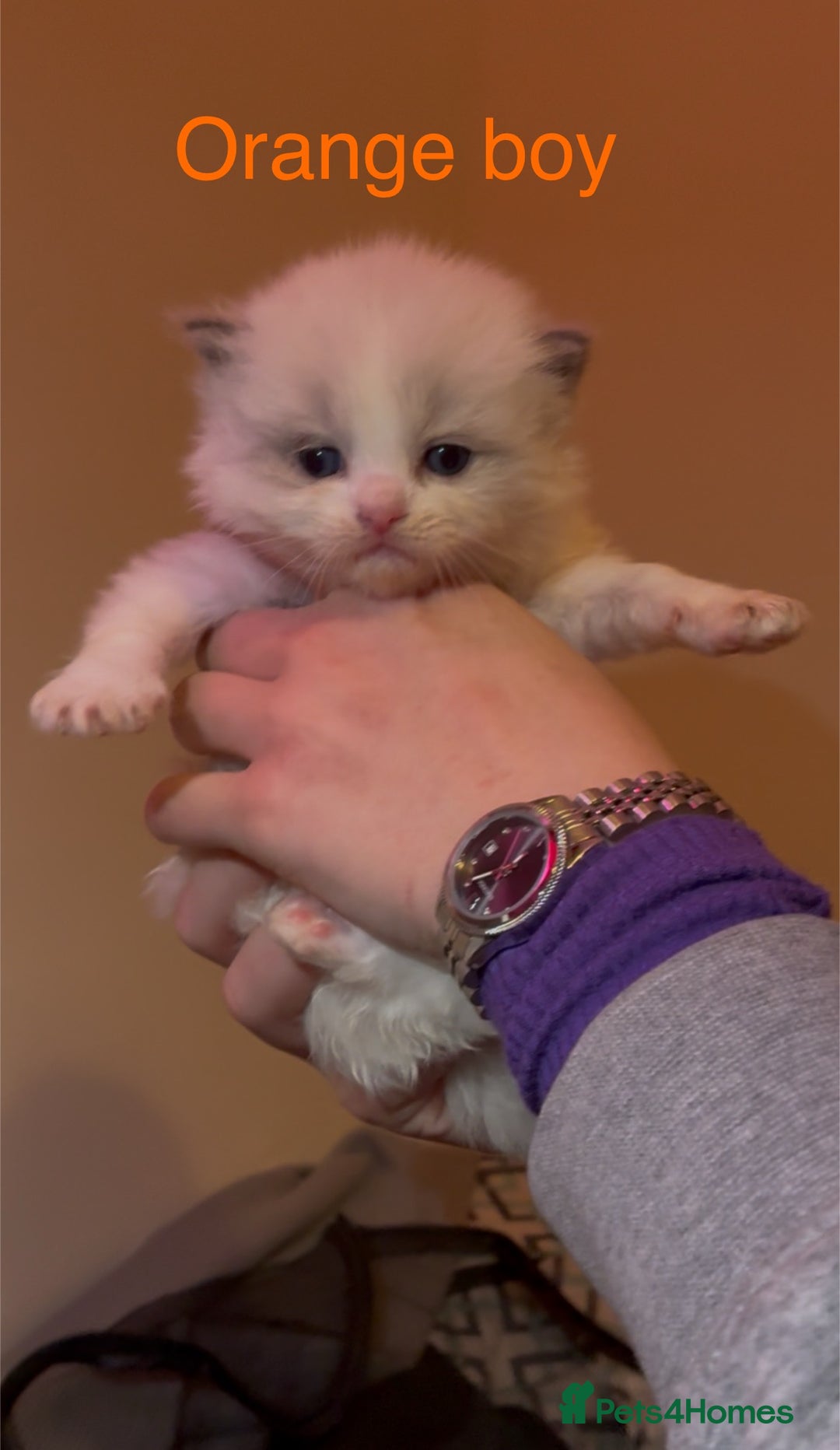 Ragdoll cats for sale: Stunning GCCF Bi-color Ragdoll Kittens - Advert 8