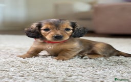 Miniature Dachshund dogs for sale: ⭐️ Miniature Long Haired Dachshund Pups ⭐  - Image 18