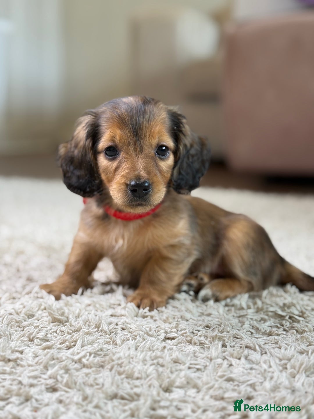 Miniature Dachshund dogs for sale: ⭐️ Miniature Long Haired Dachshund Pups ⭐  - Image 18