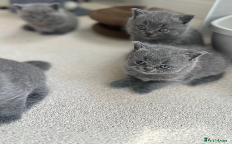 British Shorthair cats - Advert 6