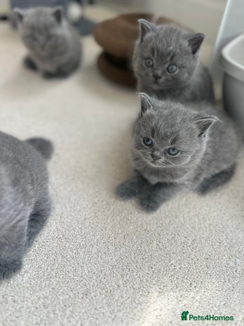 British Shorthair cats - Advert 1