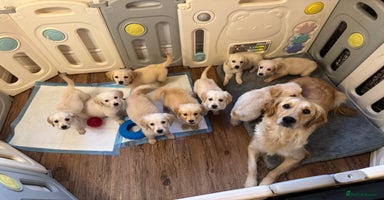 Golden Retriever dogs - Advert 4