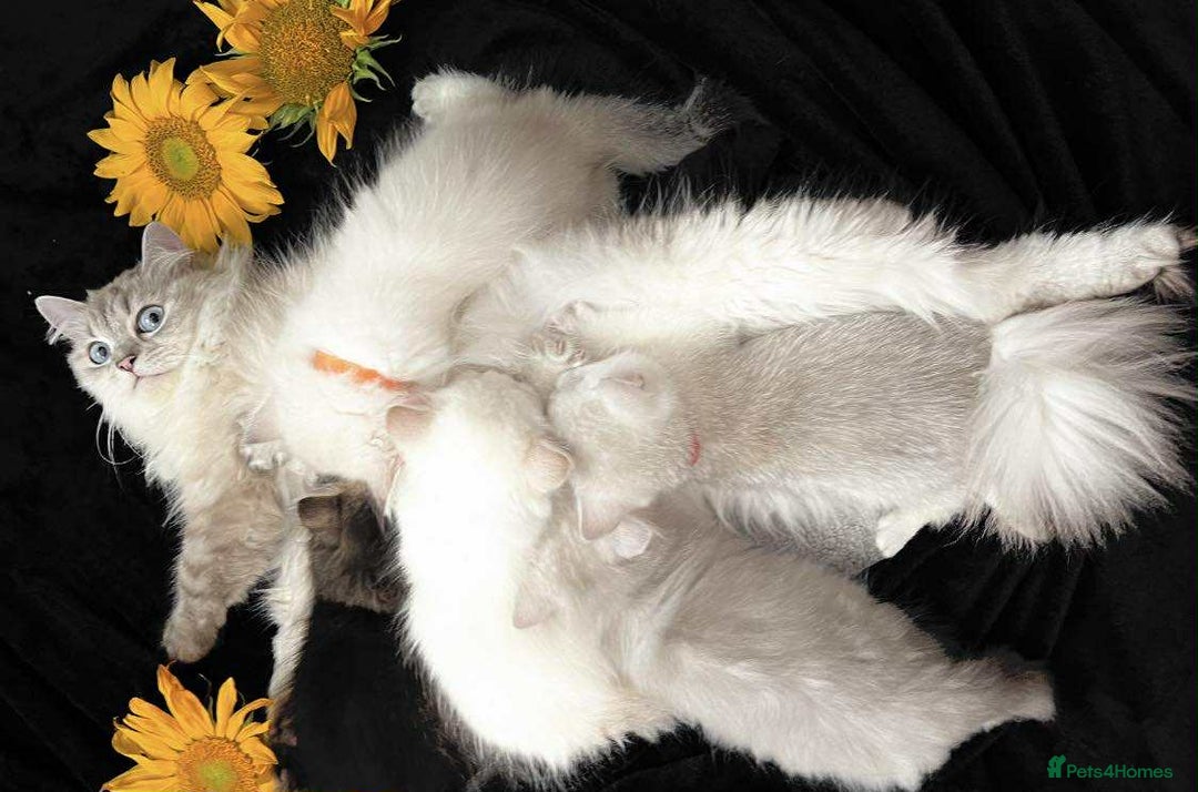 British Longhair cats for sale: 🌟Adorable TICA-Registered kitten - IZAK🌟 - Advert 2