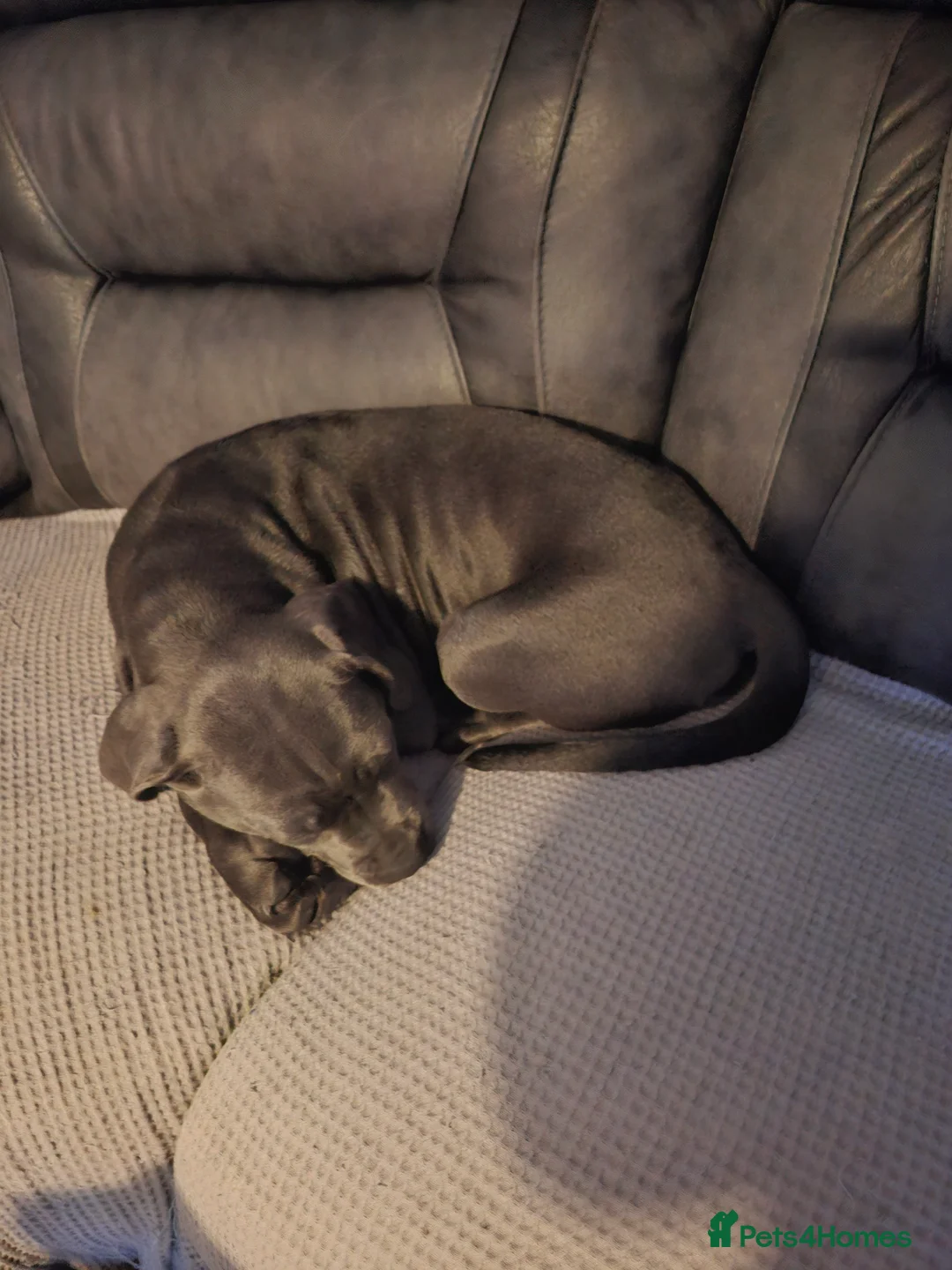 Cane Corso dogs for sale: Cane corso pups - Advert 1