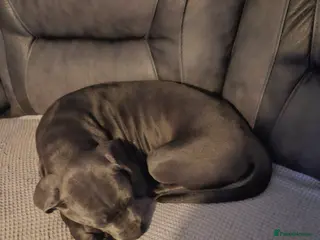 Cane Corso dogs Cane corso pups - Advert 19