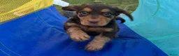 Cocker Spaniel dogs for sale: Fully Health Tested Working Cocker Spaniel Pup in Hailsham - Advert 5