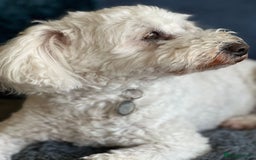 Tibetan Terrier dogs for adoption: Sweet Sophie Needs Love  in Salisbury - Image 4