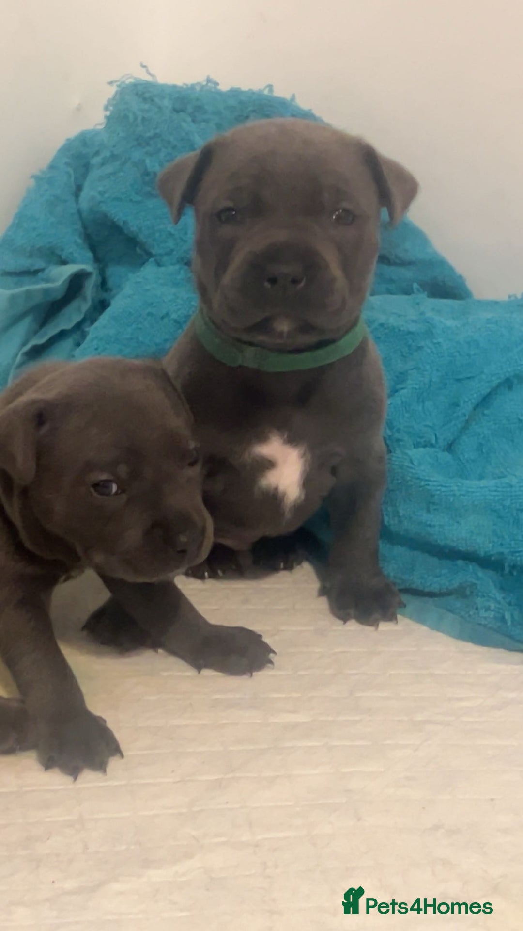 Staffordshire Bull Terrier dogs for sale: Beautiful blue staff puppies  - Image 28