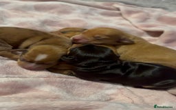 Mixed Breed dogs for sale: Beautiful Dachshunds for sale  - Image 5