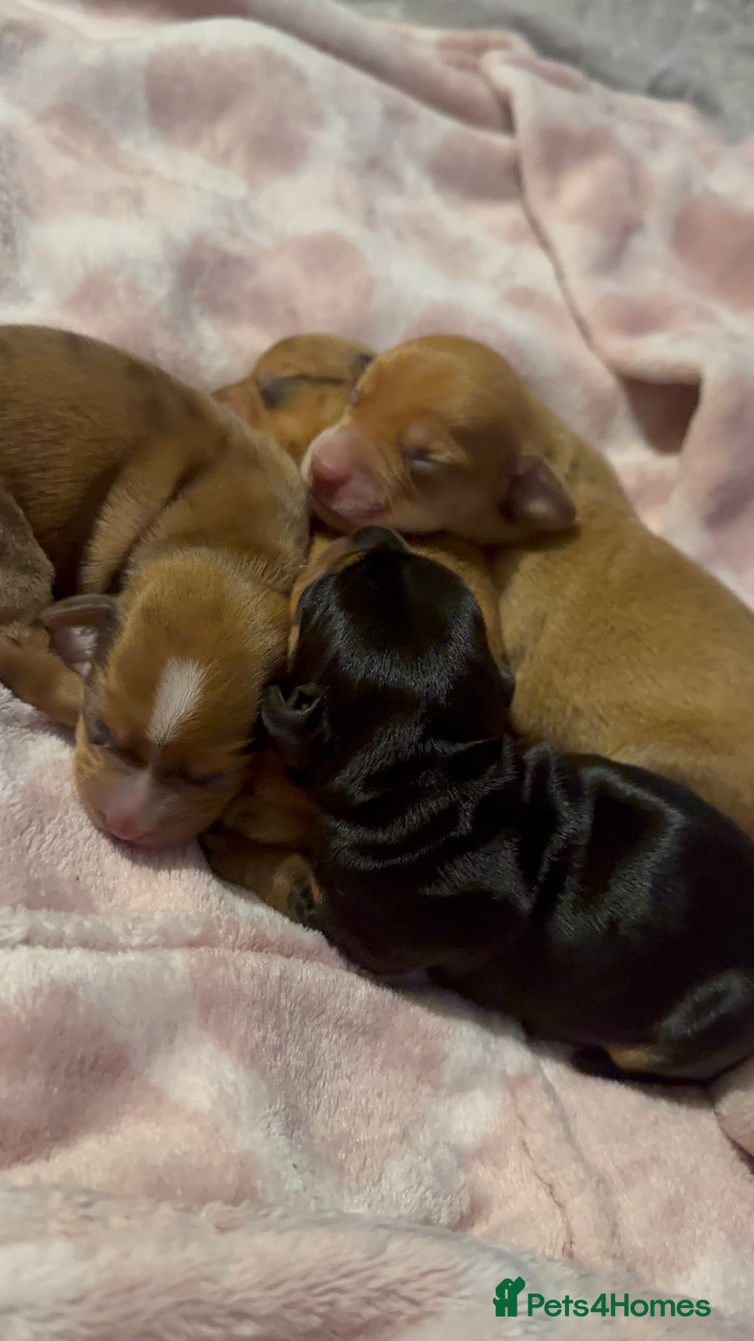 Mixed Breed dogs for sale: Beautiful Dachshunds for sale  - Image 5