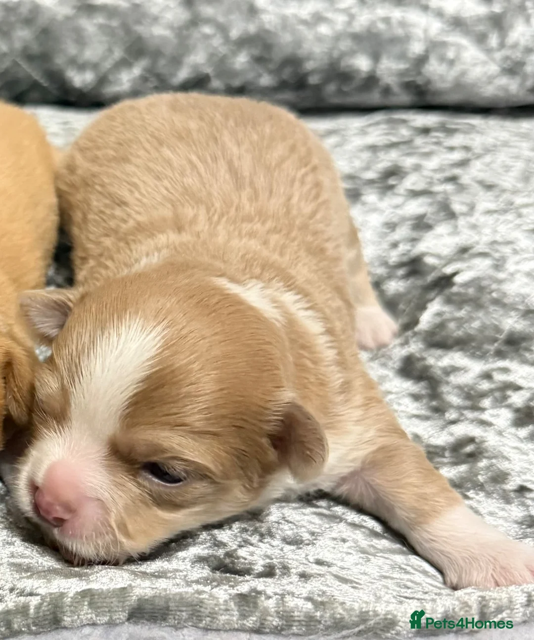 Chihuahua dogs for sale: Chihuahua puppies in Newport - Advert 1