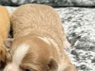 Chihuahua dogs Chihuahua puppies - Advert 1