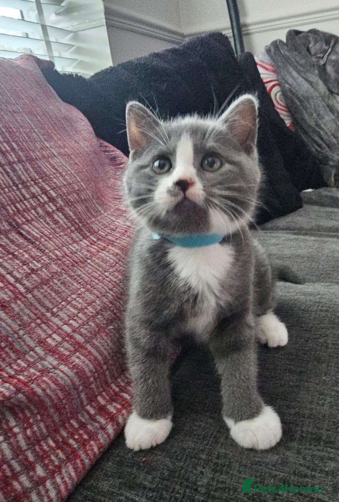 British Shorthair cats for sale: Blue British short-hair kittens - Advert 13