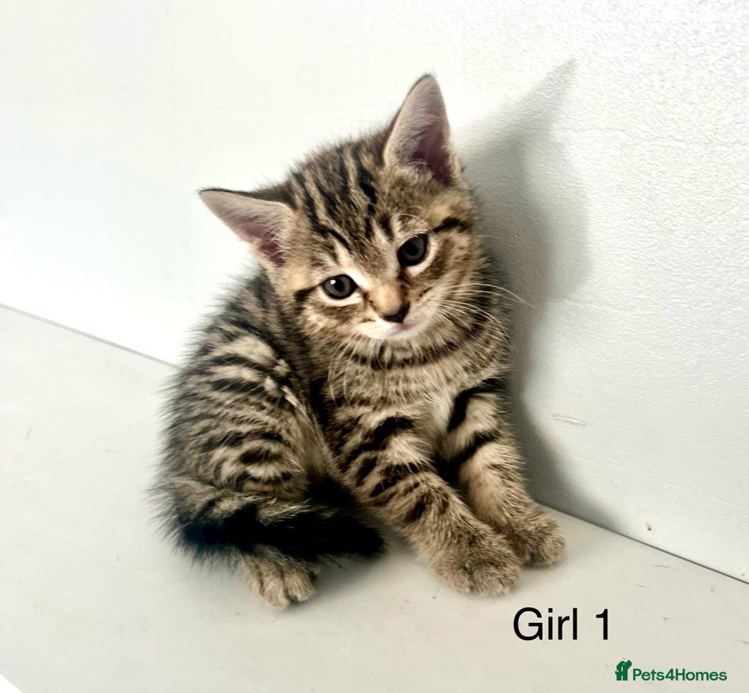 Bengal cats for sale: Gorgeous Bengal kittens ready on go 26th September - Image 3