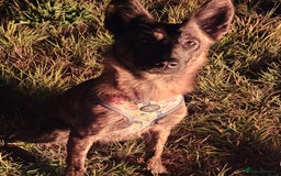 Mixed Breed dogs for sale: Dutch shepherd X pointer puppies  - Advert 7