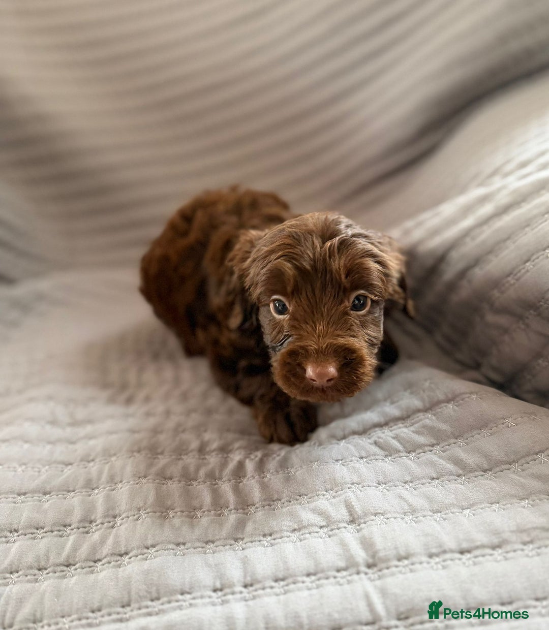 Cockapoo dogs for sale: Cockapoo puppies  - Advert 13