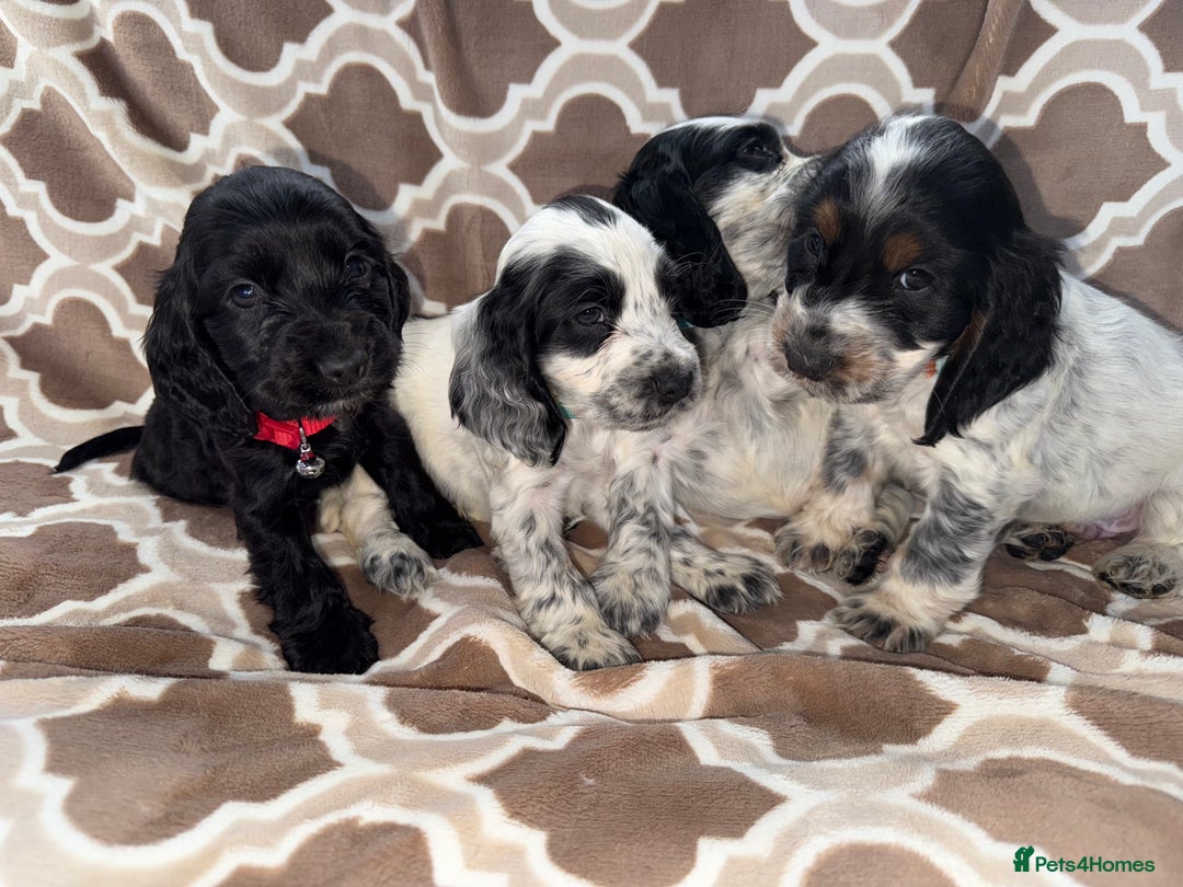 Cocker Spaniel dogs for sale: Cocker spaniel puppy’s - Image 11