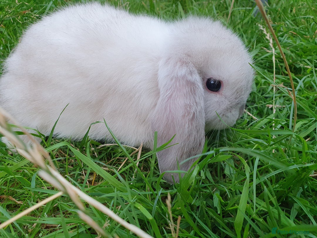 Mini Lop rabbits for sale: Friendly baby mini lops - vacc with Yurvac RHD2 - Image 7