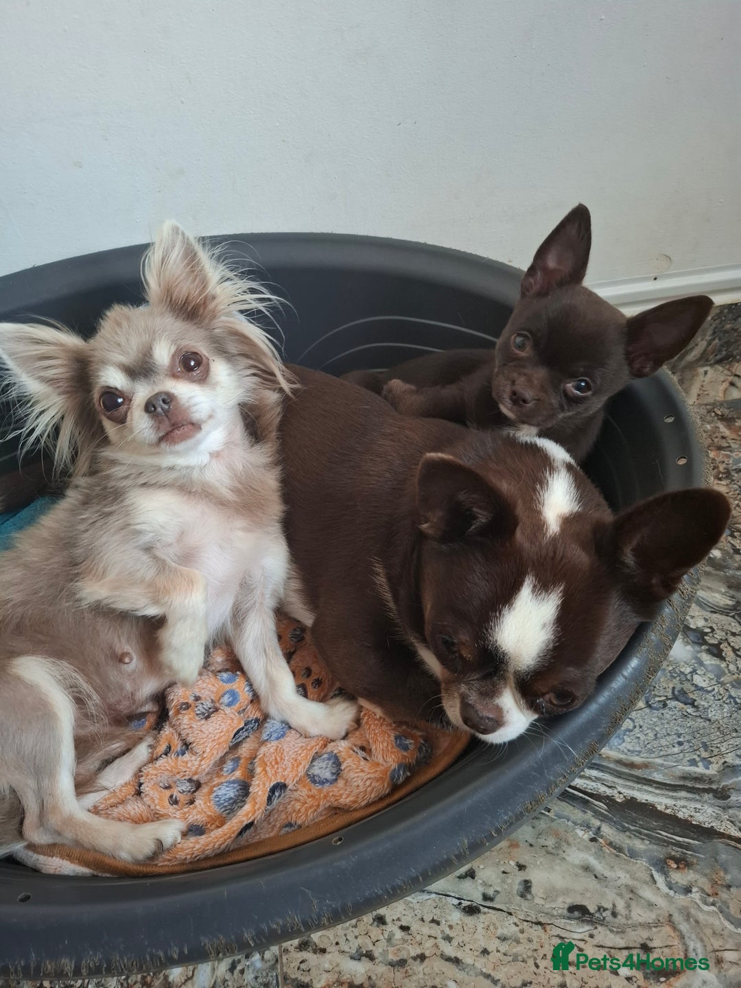 Mixed Breed dogs for sale: Chihuahua/Mix Boy Puppy for sale - Image 9