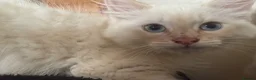 Ragdoll cats for sale: Ragdolls Mum & Babies 10 weeks sepia flame 10 wks - Advert 15