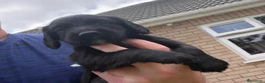 Cocker Spaniel 3