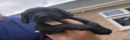 Cocker Spaniel dogs for sale: Cocker spaniel dog pups - Advert 2