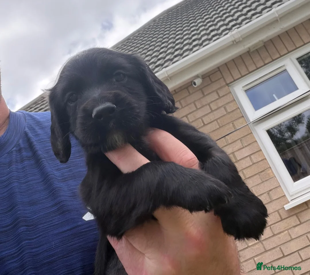 Cocker Spaniel dogs for sale: Cocker spaniel dog pups - Advert 2