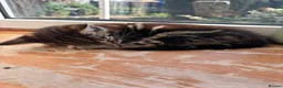 Mixed Breed cats for sale: Adorable kittens for sale  - Advert 14