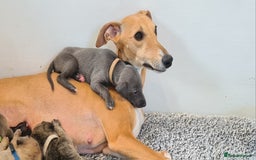 Whippet dogs for sale: KC Registered Whippet Puppies Scotland - Image 14