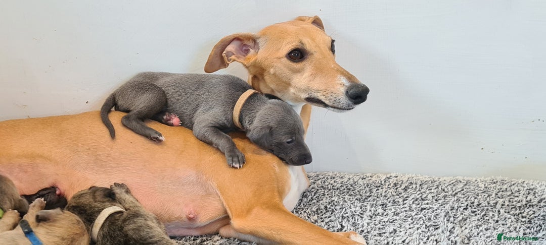 Whippet dogs for sale: KC Registered Whippet Puppies Scotland - Image 14