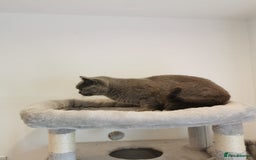 British Shorthair cats for sale: Female British Shorthair 3 years old - Image 6