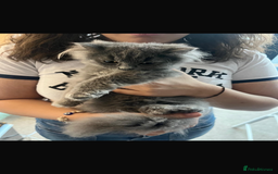 Mixed Breed cats for sale: Persian x Russian blue & British shorthair - Image 15