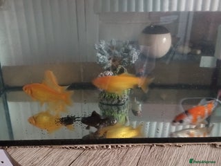 Koi Carp fish Koi 5 fish - Advert 7