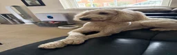 Standard Poodle dogs for sale: Standard Poodle - Looking for a forever home - Advert 7