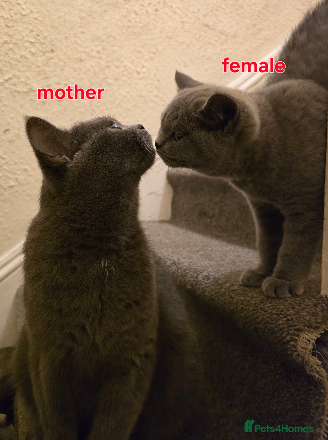 British Shorthair cats for sale: Adorable British Shorthair Kittens - Advert 5