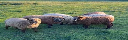 Sheep livestock for sale: Coloured Ryeland Sheep - Advert 2