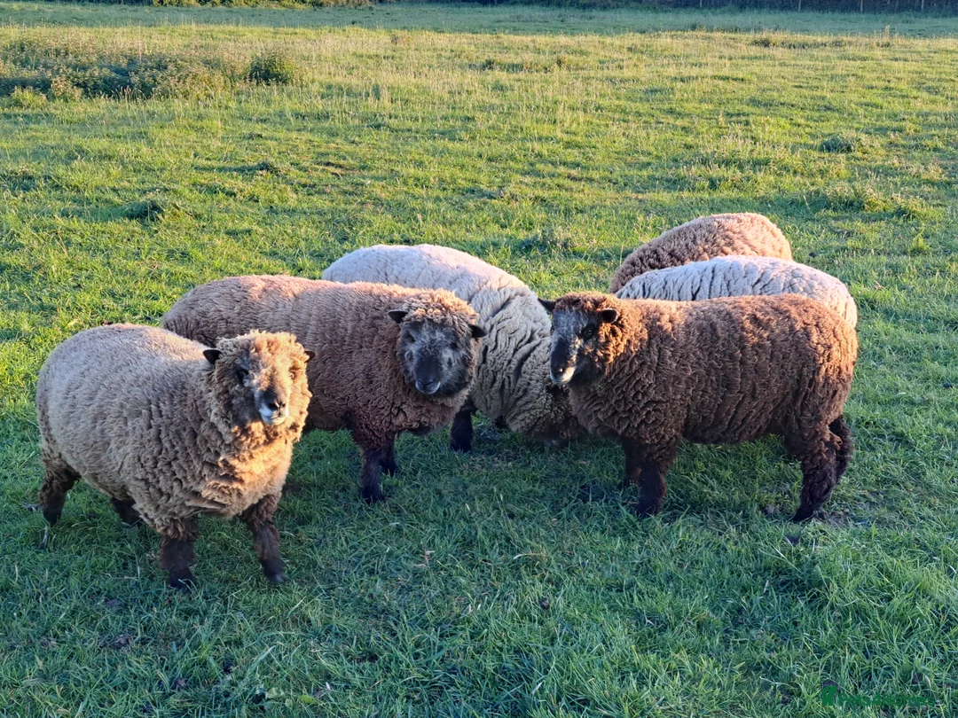 Sheep livestock for sale: Coloured Ryeland Sheep - Advert 2
