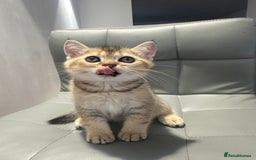 Scottish Fold cats for sale: Scottish fold / Chichilla kittens - Image 12