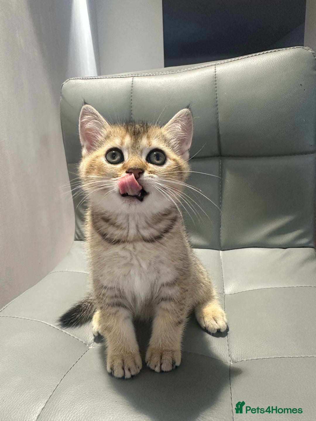 Scottish Fold cats for sale: Scottish fold / Chichilla kittens - Image 12