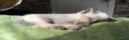 Ragdoll cats for sale: Beautiful female ragdoll cross kitten - Advert 6