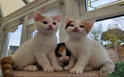 Mixed Breed cats for sale: Adorable Kittens Ready for Their Forever Homes!  - Image 9