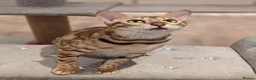Bengal cats for sale: Beautiful Retired Female Bengal - Advert 15