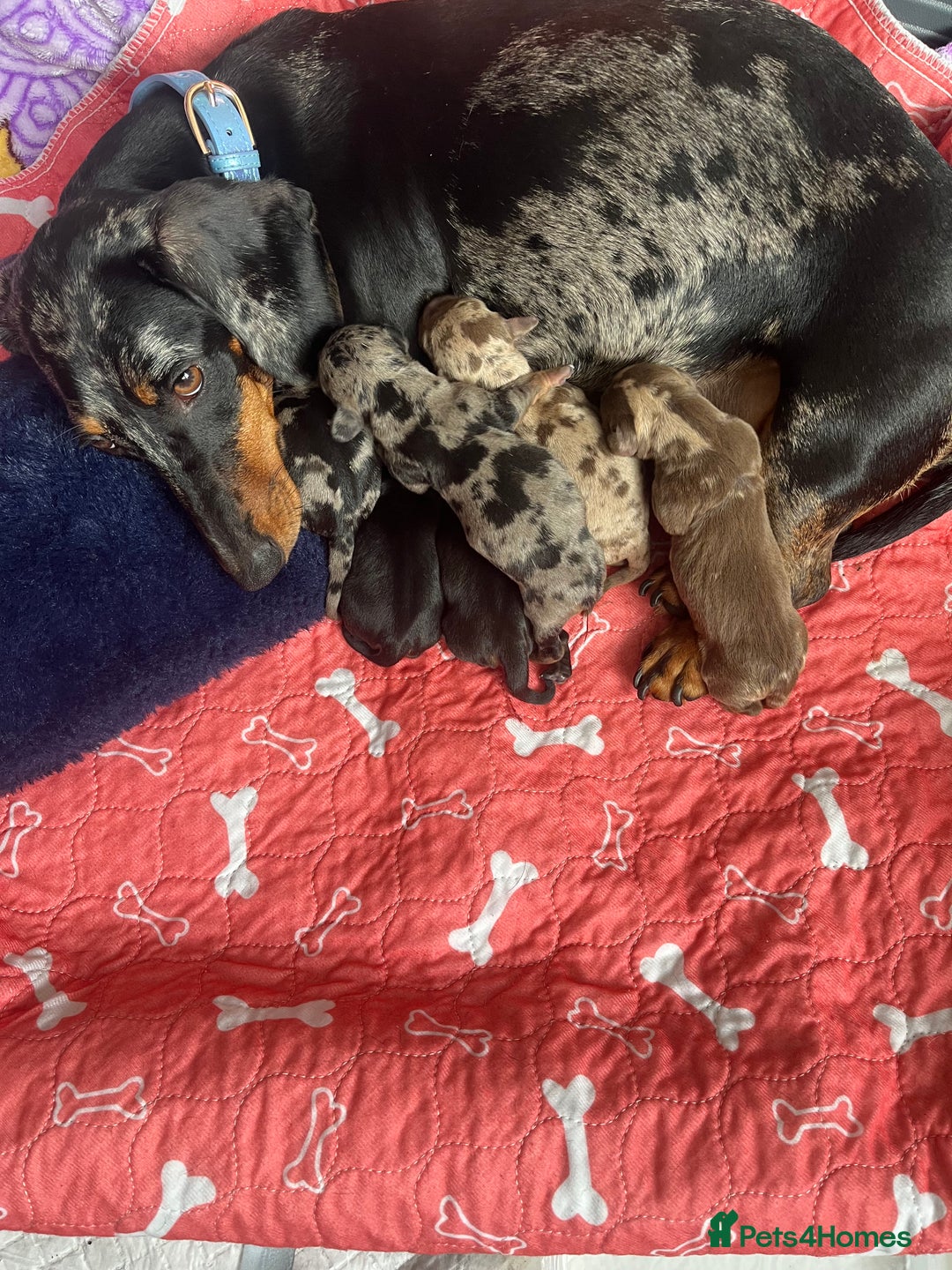 Dachshund dogs for sale: Our 7 Adorable Dachshund Puppies Ready for Homes - Image 5