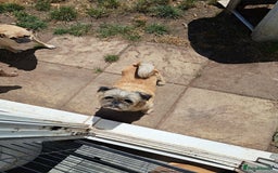 Mixed Breed dogs for sale: Beautiful puppies ready now  - Image 1
