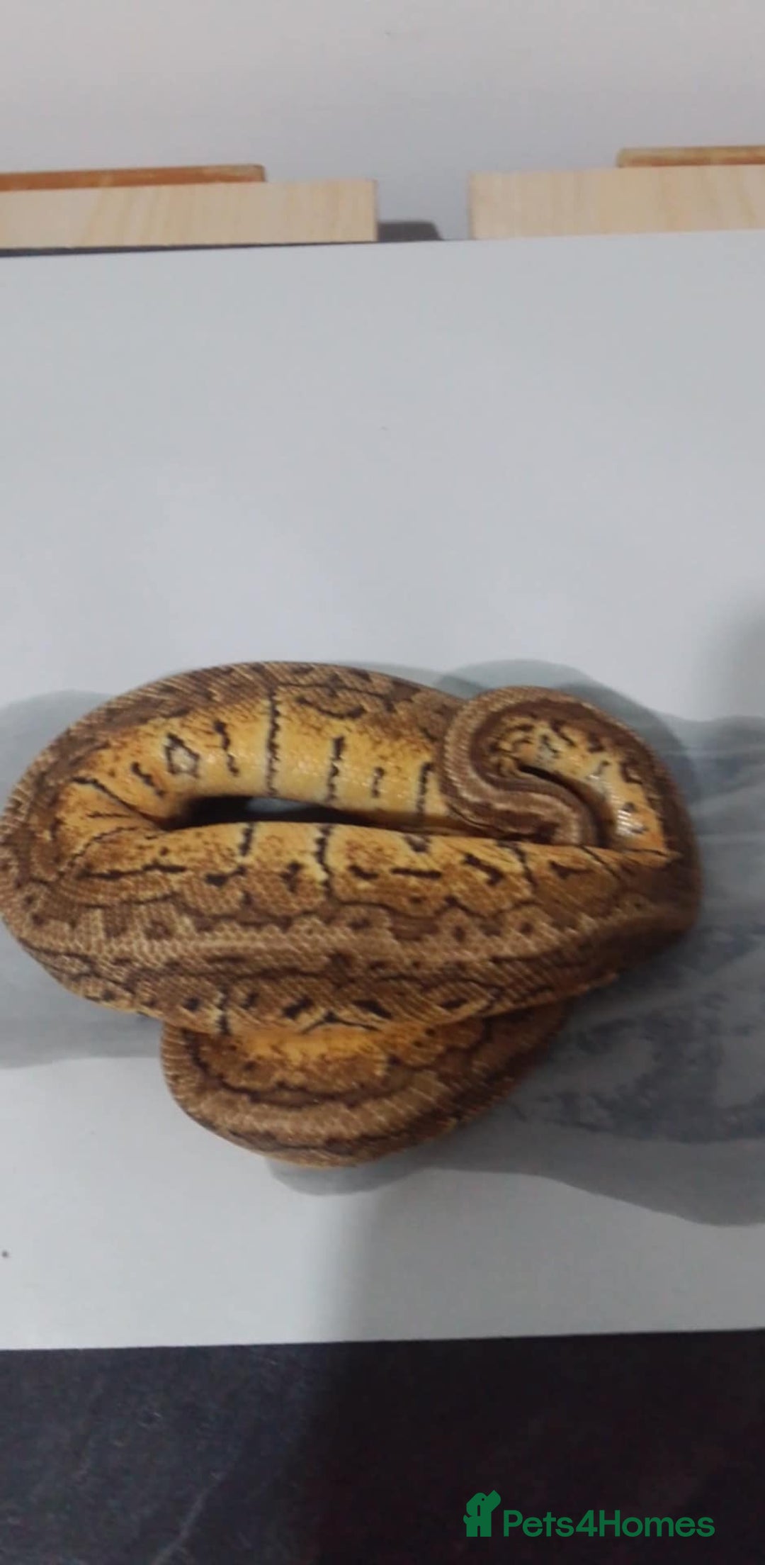 Python Snake reptiles for sale: Ball pythons for sale  - Advert 6