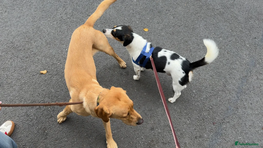 Mixed Breed dogs for adoption: Meet Efes! 🐶🤍 Looking for His Forever Home 🏡 - Advert 2