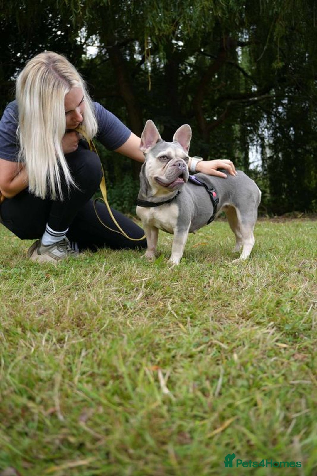 Mixed Breed dogs for adoption: Lovely Anita is looking for her forever home! - Image 3