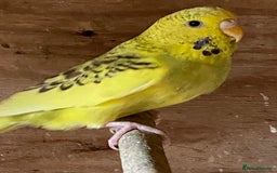 Budgerigars birds for sale: Beautiful Budgies - Image 26